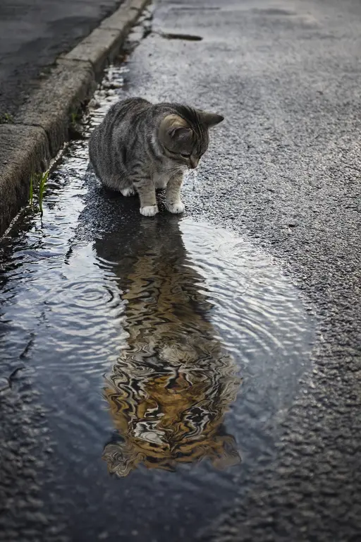 Cat looking into puddle with tiger reflection